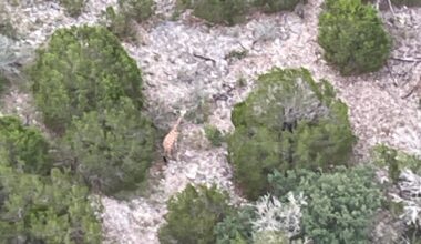 Gracie the giraffe found in Texas Hill Country after nearly 2 weeks