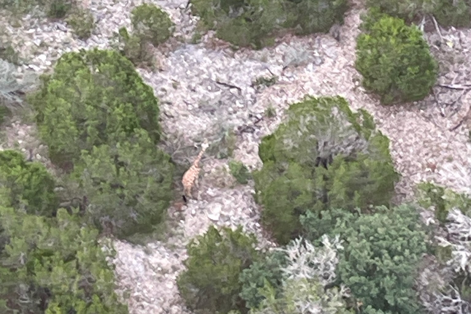 Gracie the giraffe found in Texas Hill Country after nearly 2 weeks