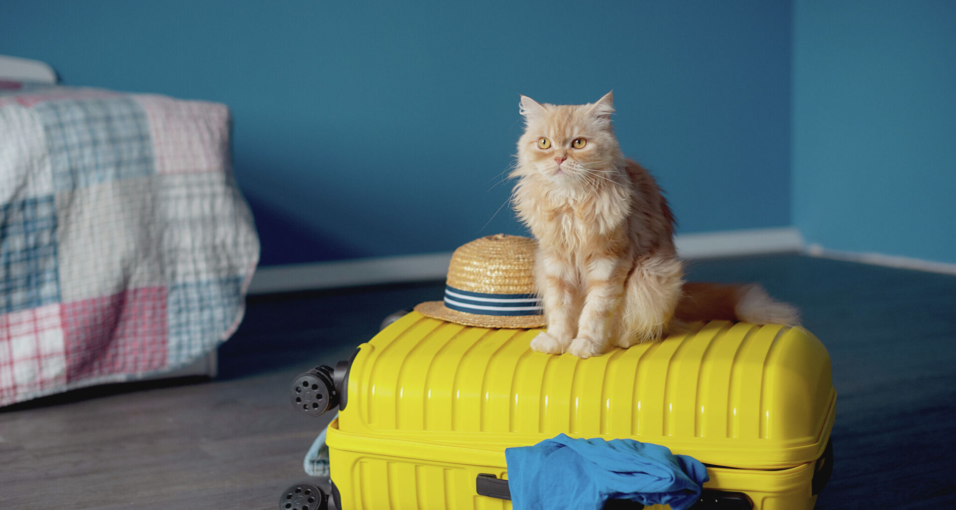Luxury resort for pets planned in growing New Braunfels area