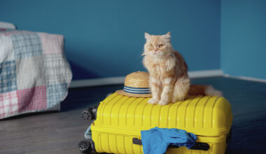 Luxury resort for pets planned in growing New Braunfels area