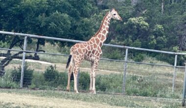 PHOTO: Gracie the giraffe is back home