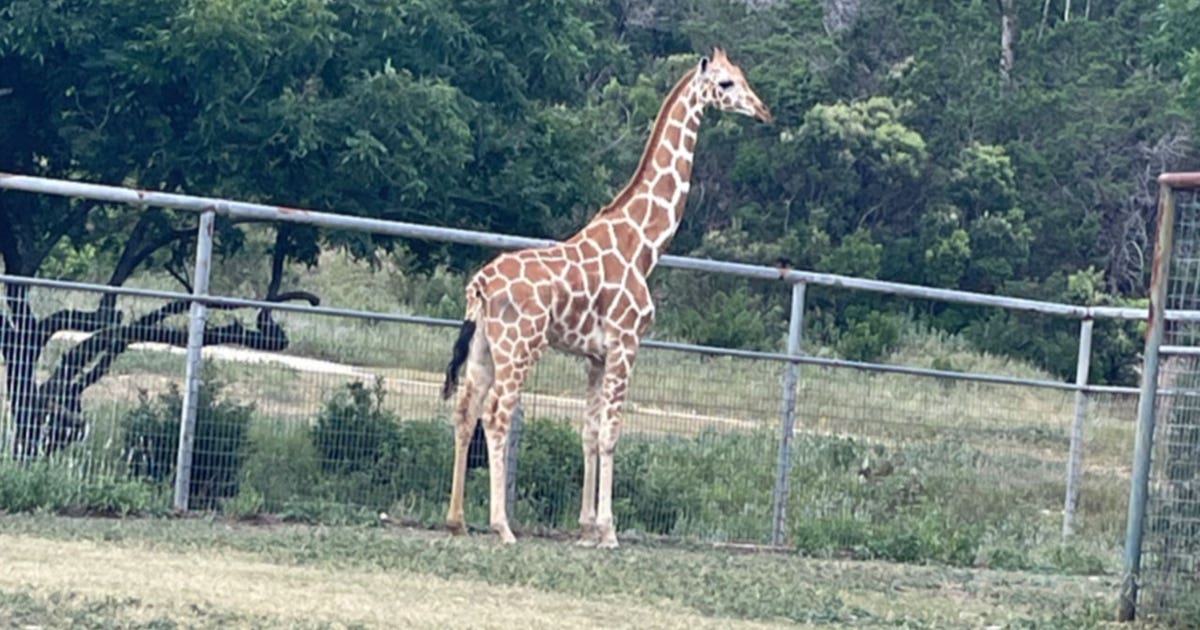 PHOTO: Gracie the giraffe is back home