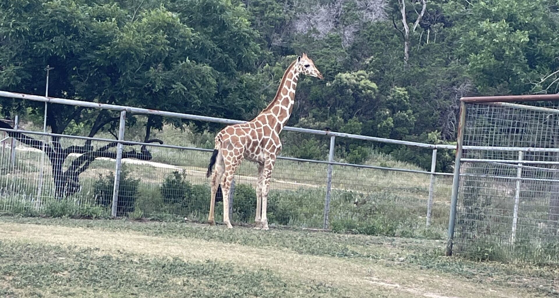 Gracie the giraffe returns home after 2 weeks on the loose in Texas