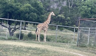 Gracie the giraffe returns home after 2 weeks on the loose in Texas