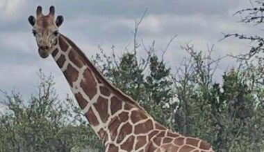 This undated image provided by Vic Jones shows Gracie, a giraffe whose owner says went missing in Texas, in Uvalde County, Texas. (Vic Jones via AP)