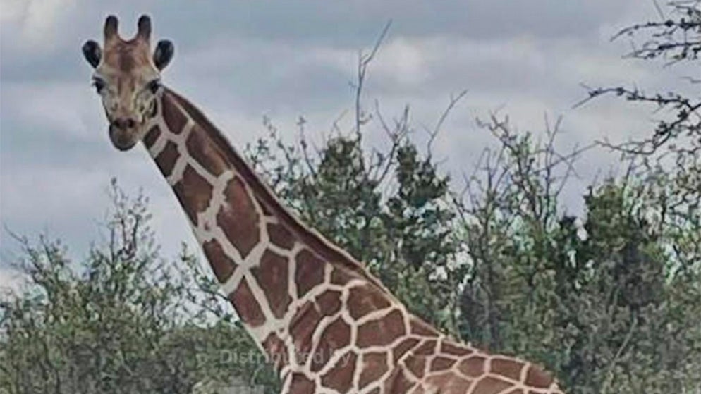 This undated image provided by Vic Jones shows Gracie, a giraffe whose owner says went missing in Texas, in Uvalde County, Texas. (Vic Jones via AP)