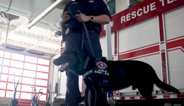 World Cup security ‘vapor wake dogs’ protect North Texas crowds – NBC 5 Dallas-Fort Worth