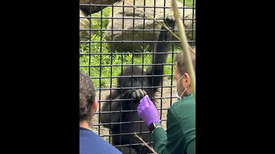 Jameela accepts some food through the gorilla enclosure at the Cleveland Metroparks Zoo. Her former Fort Worth Zoo keepers paid her a visit on May 13 and say the 2-year-old western lowland gorilla is thriving in her new home.