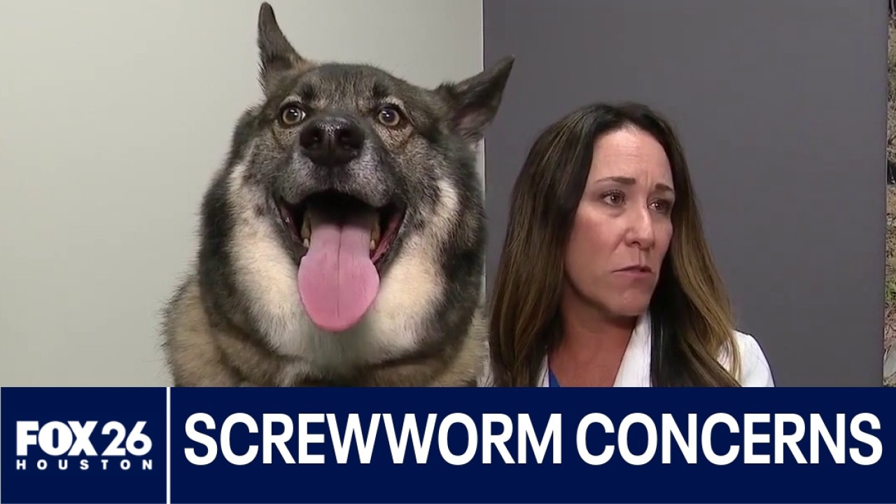 Keeping pets safe from screwworm in Texas