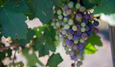 A photo of grapes on a grape vine.