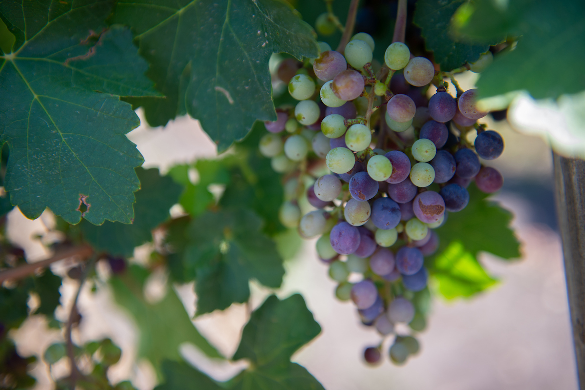 A photo of grapes on a grape vine.