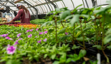 plants in a greenhouse, some with small purple flowers