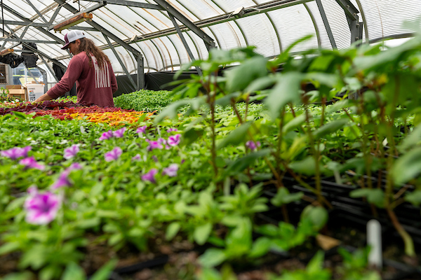 plants in a greenhouse, some with small purple flowers