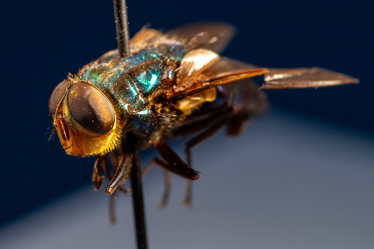 Texas A&M AgriLife responds after New World screwworm found in Texas