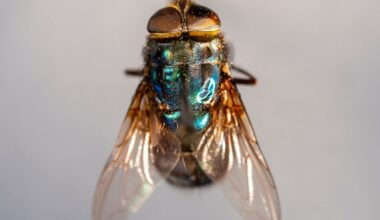 New World screwworm in Texas: New case detected in Zavala County