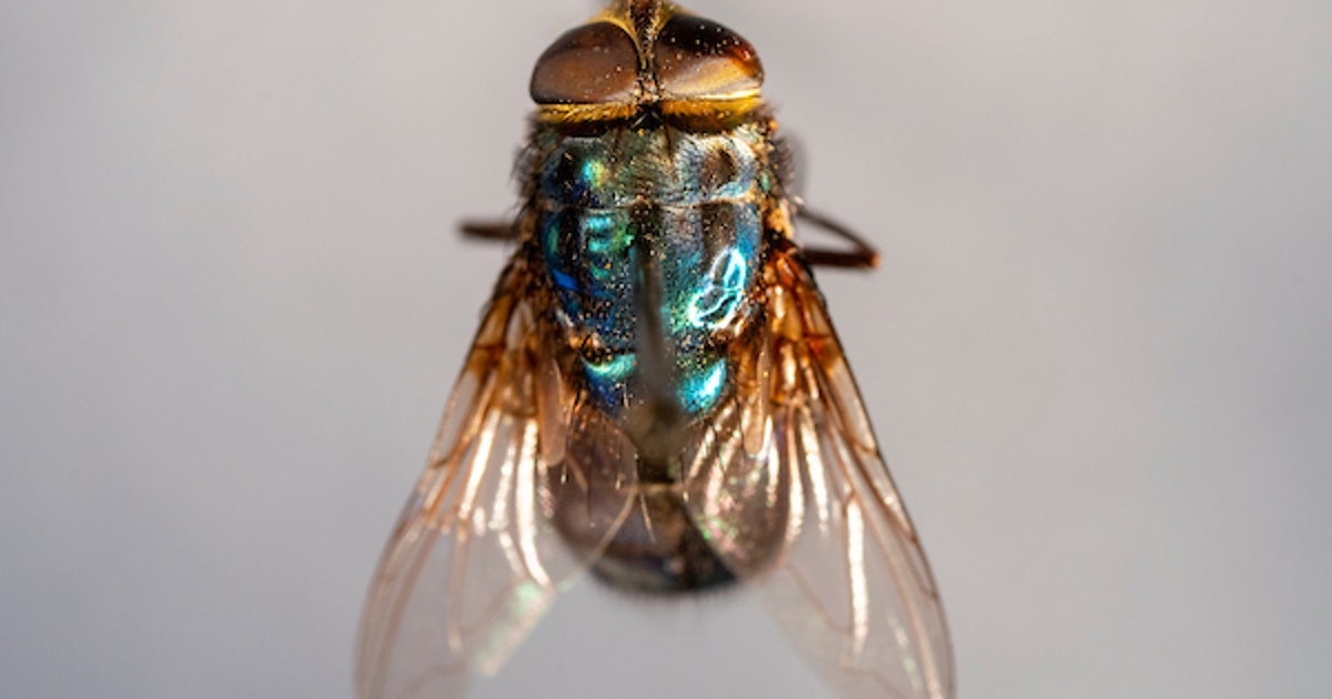 New World screwworm in Texas: New case detected in Zavala County