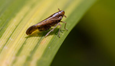 Texas rice planted acres on decline; threat of rice delphacid looms