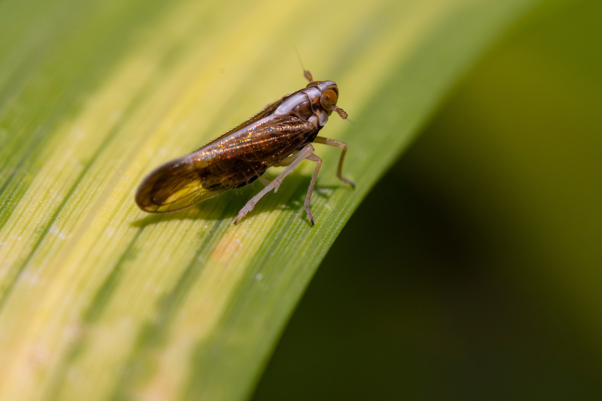 Texas rice planted acres on decline; threat of rice delphacid looms