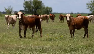 FILE PHOTO: A herd of cattle roam a pasture, a day after the U.S. Department of Agriculture confirmed that New World screwworm was detected in a Texas calf, in La Pryor, Texas, U.S. June 4, 2026.