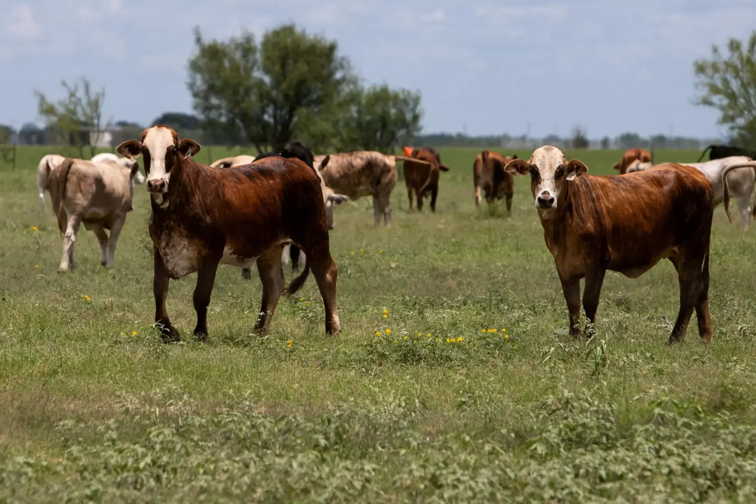 FILE PHOTO: A herd of cattle roam a pasture, a day after the U.S. Department of Agriculture confirmed that New World screwworm was detected in a Texas calf, in La Pryor, Texas, U.S. June 4, 2026.