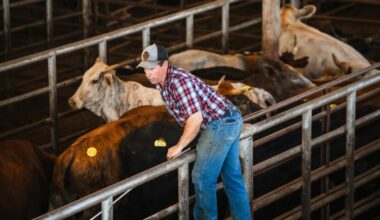 Screwworm could prompt stronger cattle industry