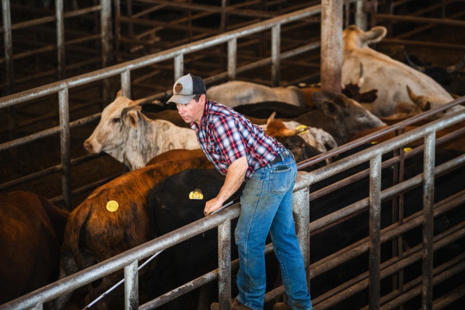 Screwworm could prompt stronger cattle industry