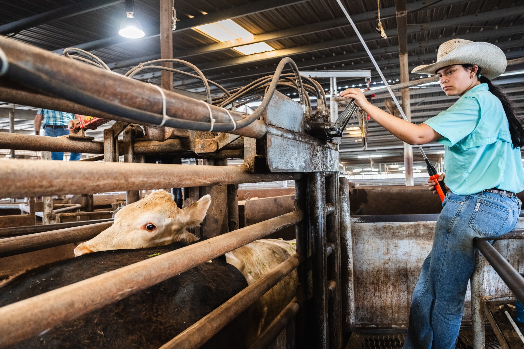 A worker moves cattle into the auction ring chute at the West Auction barn in West, Texas on June 11, 2026.