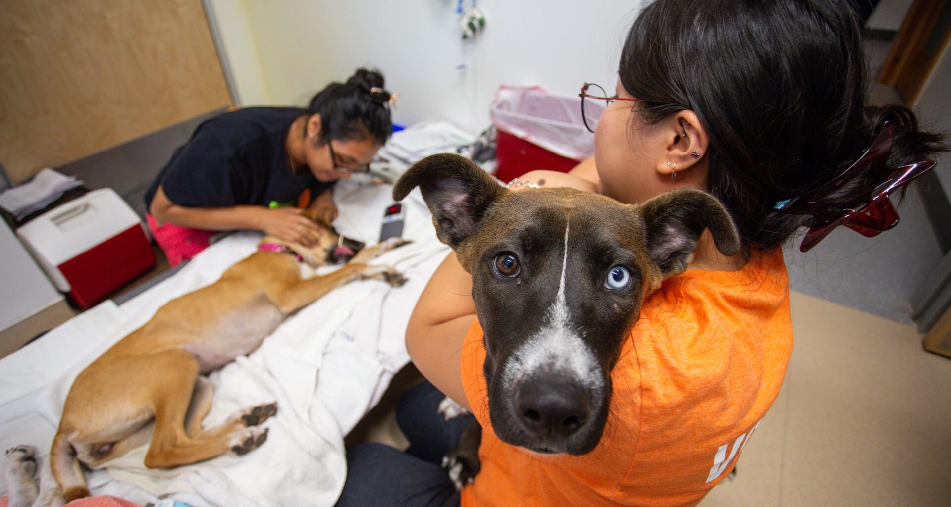 Texas screwworm fears create challenges for Austin rescues