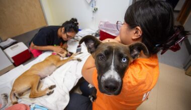 Texas screwworm fears create challenges for Austin rescues