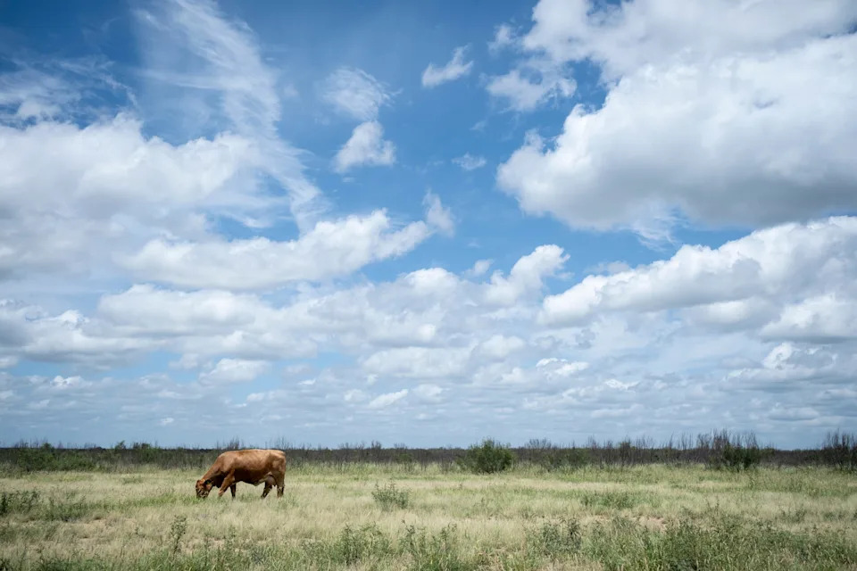 LA PRYOR, TEXAS - JUNE 11: Cattle roam Chapparosa Ranch on June 11, 2026 in La Pryor, Texas. The first case of New World Screwworm infection, since its eradication from the country in 1966, was reported in Texas last week by the United States Department of Agriculture.
