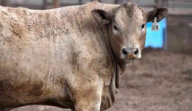Screwworm border closure fuels beef boom in Mexico, gloom in Texas