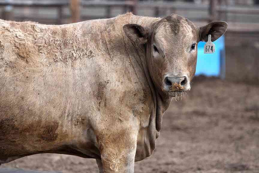 Screwworm border closure fuels beef boom in Mexico, gloom in Texas