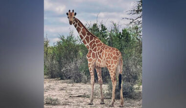 Texas Ranch Offers $5,000 Reward After 16-Foot-Tall Giraffe Vanishes Without a Trace