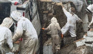 Millions of Bees Are Unleashed, and Recaptured, After Truck Flips in Texas