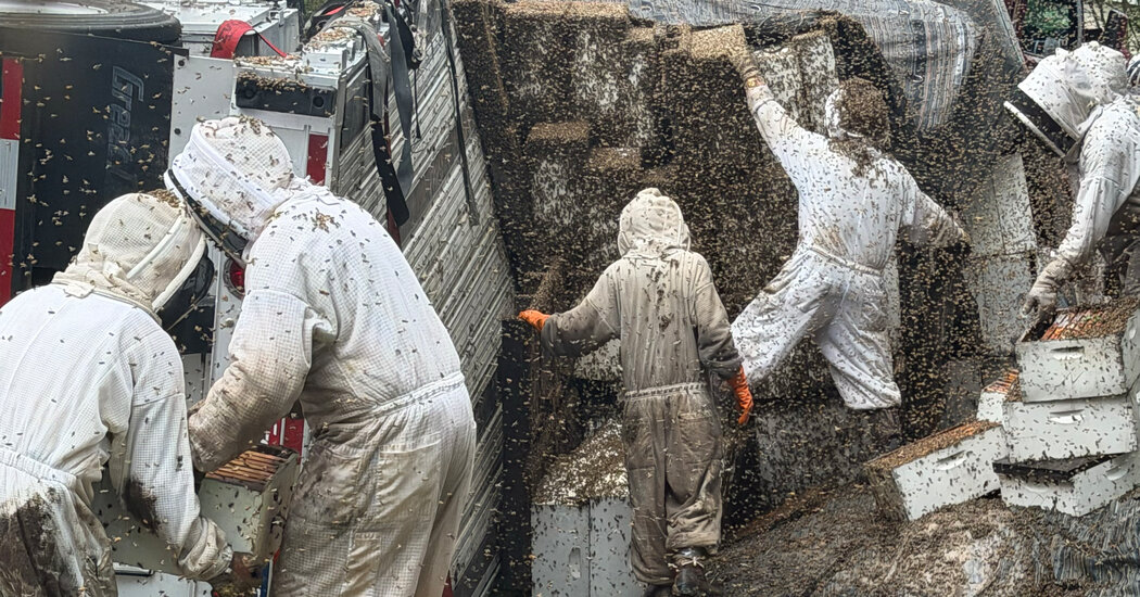 Millions of Bees Are Unleashed, and Recaptured, After Truck Flips in Texas