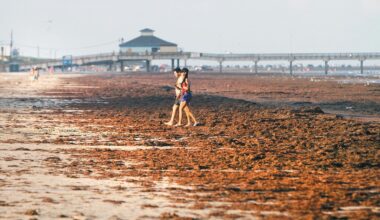 City crews removing seaweed from beach