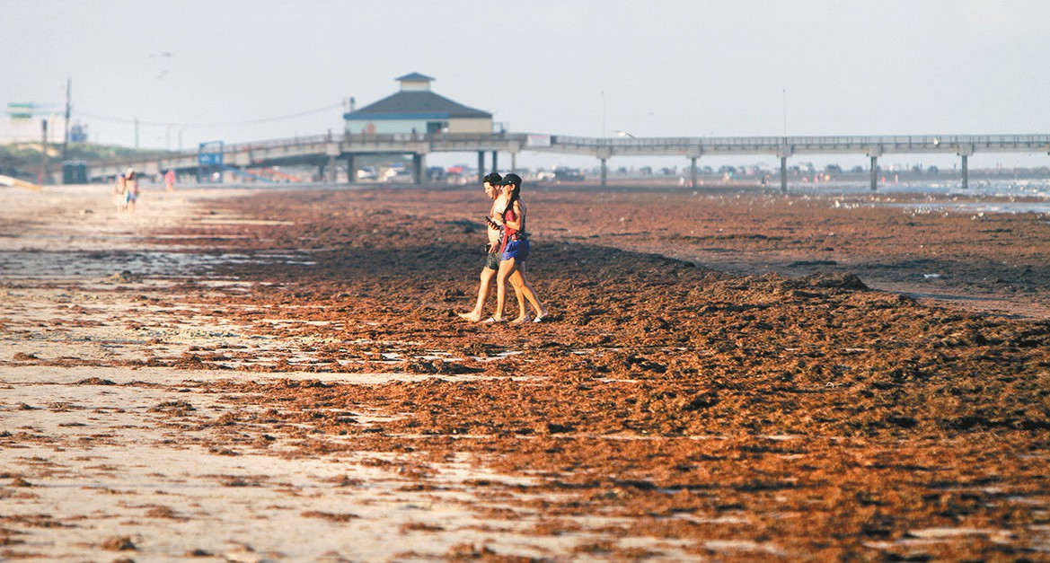 City crews removing seaweed from beach