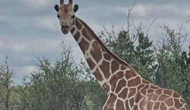Privately Owned Giraffe Named Gracie on the Loose in Texas, Has Evaded Capture for Nearly Two Weeks
