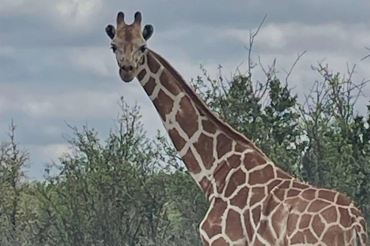 Privately Owned Giraffe Named Gracie on the Loose in Texas, Has Evaded Capture for Nearly Two Weeks