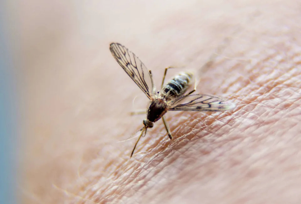 Unseasonable weather patterns are to blame for a surge in mosquitoes in Southern California. (PHILIPPE HUGUEN/AFP/TNS)
