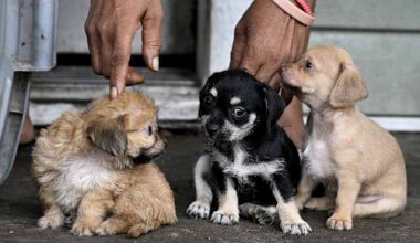 Screwworm was found in a dog in Texas. What does that mean for your pets?