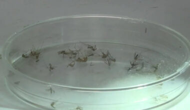 Texas weather: Rainy, wet June creates ideal conditions for pests