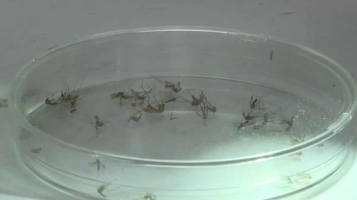 Texas weather: Rainy, wet June creates ideal conditions for pests