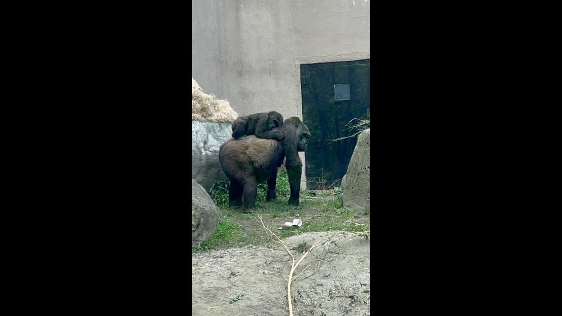 Baby gorilla Jameela born at Fort Worth Zoo is thriving in new home