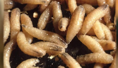 New World Screwworm in Texas: Austin Wildlife Rescue issues new intake guidelines