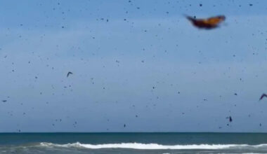 'The sky was full of them': Thousands of butterflies descend on Texas beach