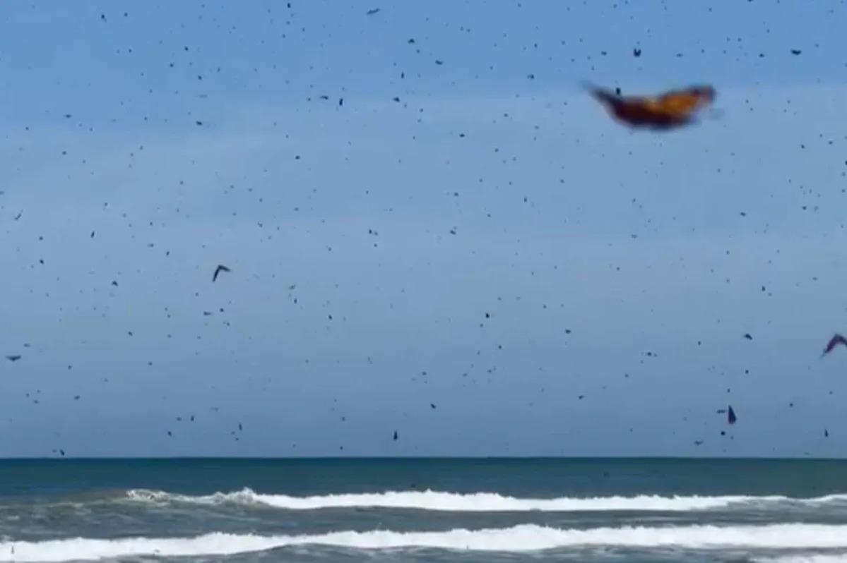 'The sky was full of them': Thousands of butterflies descend on Texas beach