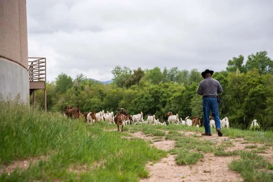 Goats clearing invasive weeds around El Paso County Jail
