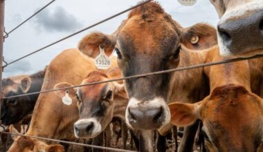 Canada bans Texas cattle over flesh-eating screwworm outbreak in US