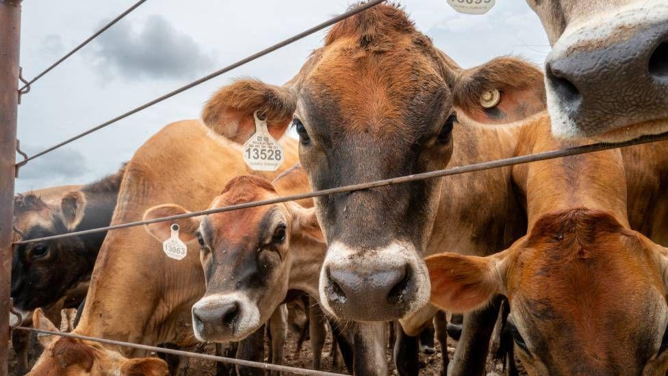 Canada bans Texas cattle over flesh-eating screwworm outbreak in US